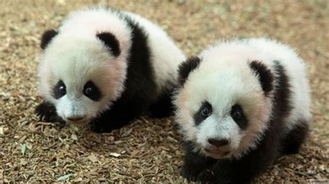 Panda apa yang paling gemesin  Beberapa laporan merasa tusukan sedikit, namun tidak ada rasa sakit yang berlebihan